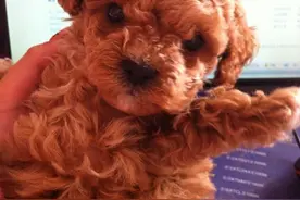 泰迪突然长白毛 吃什么可以改善长白毛图片