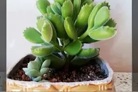 扒一扒我的自制酒瓶花盆与肉肉搭配，美美哒~图片