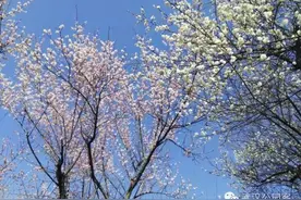 不看人，只赏花！青山公园给你纯粹梅林春意图片