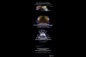 海洋生物|会变色的短尾鱿鱼图片