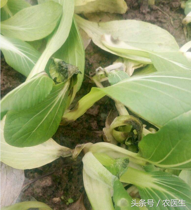 青菜软腐病，番茄青枯病，洋葱偏枉需要这样治疗