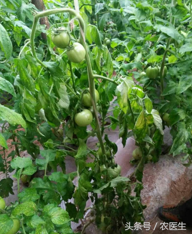 青菜软腐病，番茄青枯病，洋葱偏枉需要这样治疗