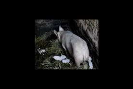 邻居家母猪生了个奇怪的小猪仔！长相竟然像人形太不可思议了视频封面