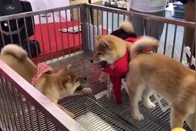 史上最贱的小柴犬，怼天怼地怼空气