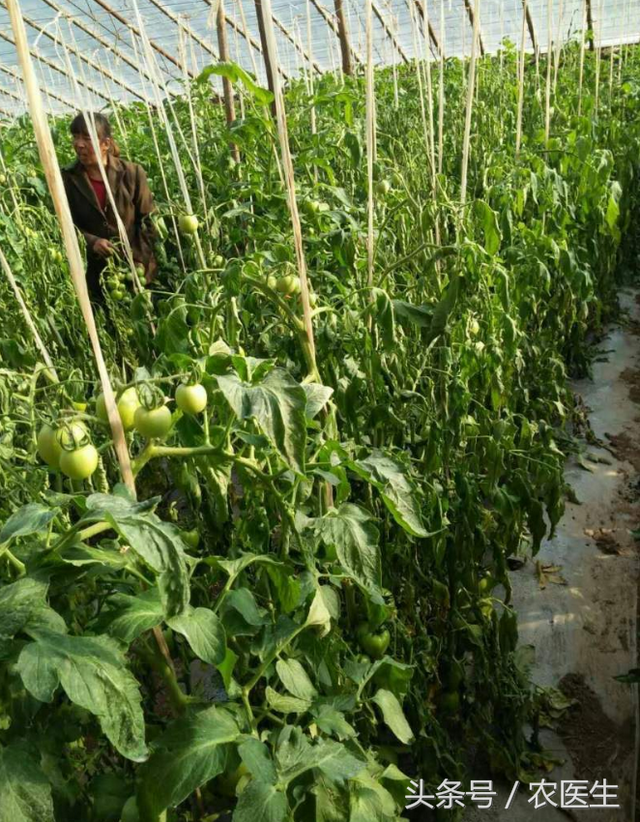 青菜软腐病，番茄青枯病，洋葱偏枉需要这样治疗