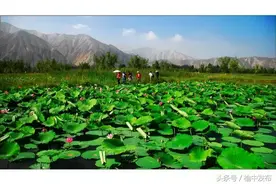 榆中县青城古镇的“花花世界”—荷花池，风光旖旎的南国即视感图片