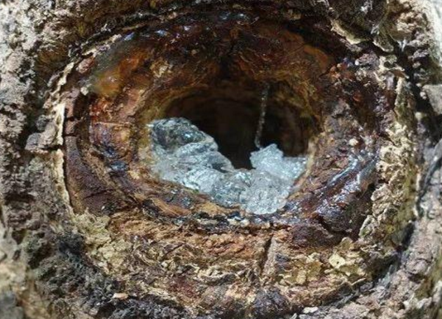 雪燕并非燕窝,和桃胶一样是植物树脂,主要成分是可溶性膳食纤维