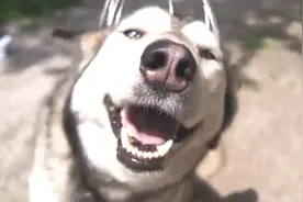 当二货哈士奇遇上头部按摩器 这什么神马 好舒服视频封面