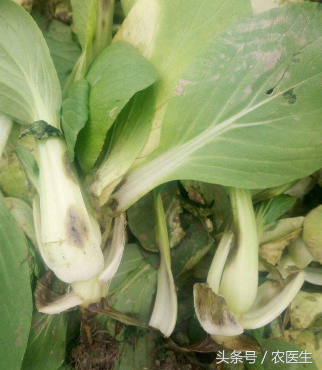 青菜软腐病，番茄青枯病，洋葱偏枉需要这样治疗