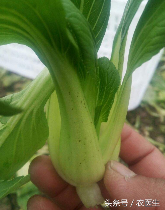 青菜软腐病，番茄青枯病，洋葱偏枉需要这样治疗