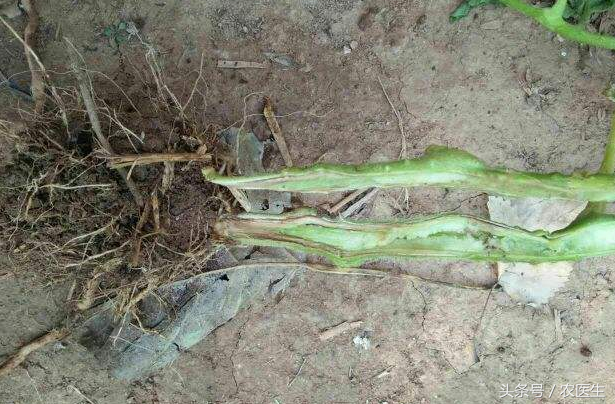 青菜软腐病，番茄青枯病，洋葱偏枉需要这样治疗