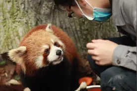 杭州动物园新增10只小熊猫 能吃好动很淘气视频封面