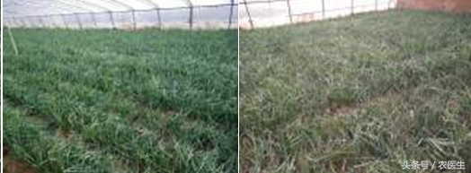 青菜软腐病，番茄青枯病，洋葱偏枉需要这样治疗