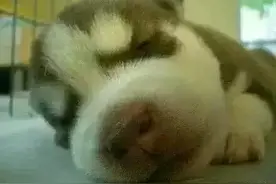 快来围观！二哈的传奇一生！图片