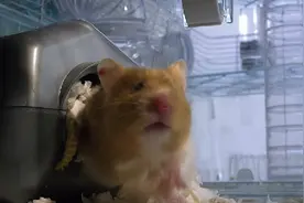 X光下的胖萌仓鼠  让人看了大呼“猴赛雷”图片