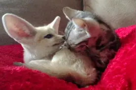 2只小狐狸从小被猫妈妈收养，他们长大后以为自己也是喵星人图片