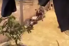 狗狗狂性大发咬住一只鸡发生惨剧时，没想到下一秒会出现惊人一幕图片