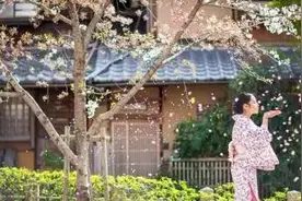 樱花祭 | 樱花七日，交织粉红色的梦图片