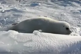 小海豹找不到妈妈急得流出了眼泪，伤心的模样让人的心瞬间就碎了图片