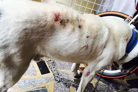 牵老狗散步被咬满身血洞，对方没牵绳还坚称：我家狗不咬人！图片