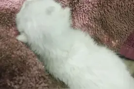 这只刚出生1天的浪浪长得像外星生物，养了12天后她确认养对了图片