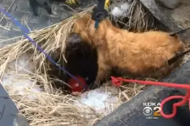 金毛狗狗坠入深坑受重伤，消防员迅速启动营救或网友点赞图片