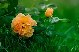 让真爱在玫瑰花里绽放图片