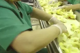 这是养鸡工厂最不想被大家看到的残忍画面，看完再也不想吃肉了！图片