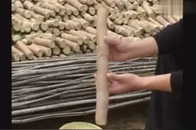 淮山（山药）浅生栽培技术，山药高产栽培技