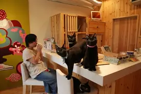 调查 | 胡同里的猫咪咖啡馆图片