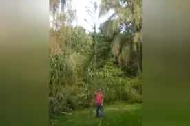 国外小伙种8米高巨型玉米，高粱在它面前就是矮子