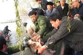 大明湖能捞出1.2米长的大鱼，真是吓死宝宝了！图片