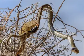 杀人七窍流血！剧毒非洲树蛇大战猫鼬：惨被咬死图片