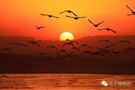 静思雅听 | 黄昏古曲《雁落平沙》，天际飞鸣，美极了！图片
