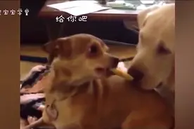 千万别把大狗和小狗放一起养，小狗太能欺负大狗了！尤其是吉娃娃