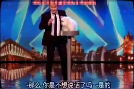达人秀：你绝对没有见过，会唱歌的狗，评委看了都坐不住，笑翻了视频封面