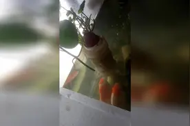 没有吃上绿萝的乌龟，把接近水面的绿萝偷吃光了