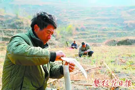 核桃嫁接正当时 技术员上门帮忙图片