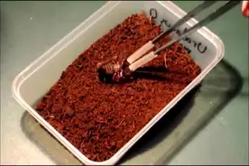 这蝎子吃什么长大的，这么胖