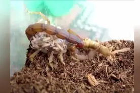 蝎子妈妈把小蝎子全背在身上，难怪存活率那么高视频封面