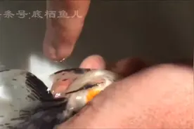 金鱼肚子大了怎么办？教你人工繁殖金鱼视频封面