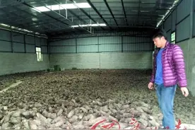 急！万斤芋头恐烂仓库图片