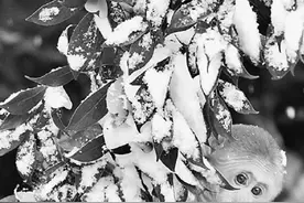 人民日报:猿猴物种濒危 海南长臂猿仅余25只图片