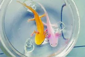 六角恐龙 爱吃肉爱打架图片