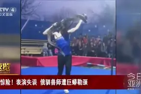 表演失误 俄驯兽师遭巨蟒勒颈视频封面