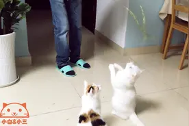 野麦子对猫咪的诱惑有多大，可以玩一整天视频封面