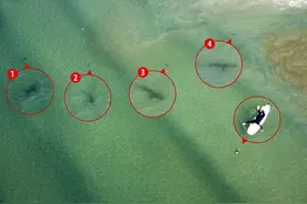 女子海边冲浪身后跟了5条鲨鱼 实拍鲨鱼吃人残忍过程图片