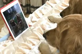 金毛狗狗在看平板电脑，看着看着突然吐舌头傻笑，萌萌的好可爱！视频封面