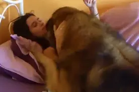 狗狗喜欢舔主人脸甚至嘴，好可爱！视频封面