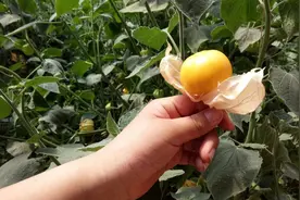芒果味大个姑娘果自己也可以种出来，一起来试试吧视频封面